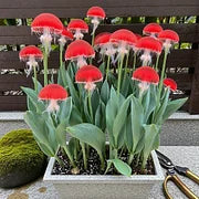 Rare Medusa Orchid with Plant Growth Supplement (Pack of 4)