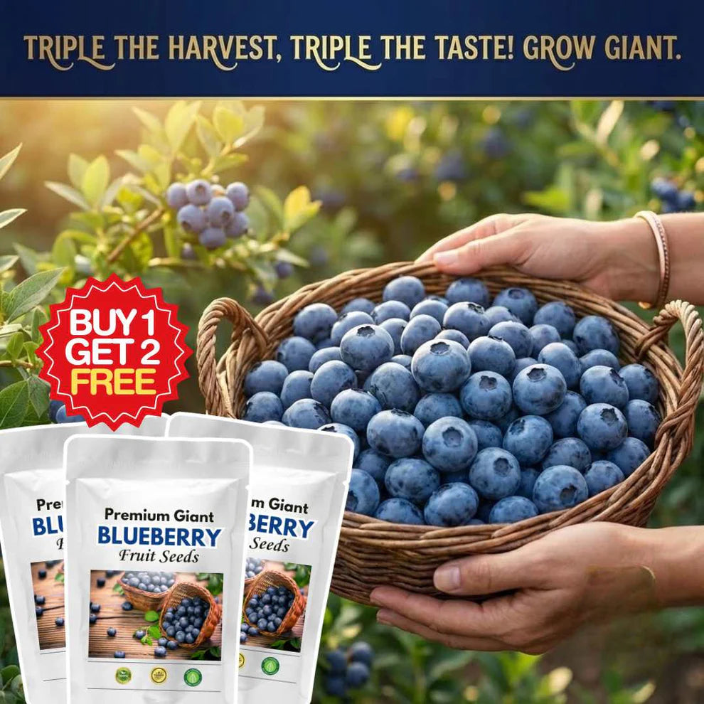 Giant Blueberry Fruit Seeds