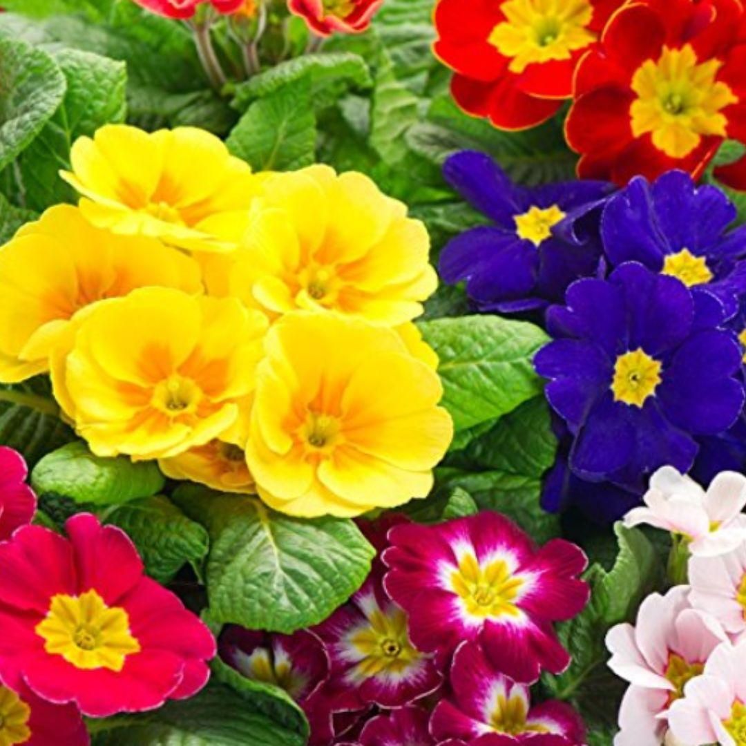 Elegant Climbing Rose Flower Seeds