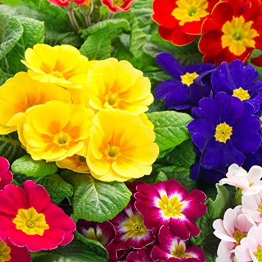 Elegant Climbing Rose Flower Seeds