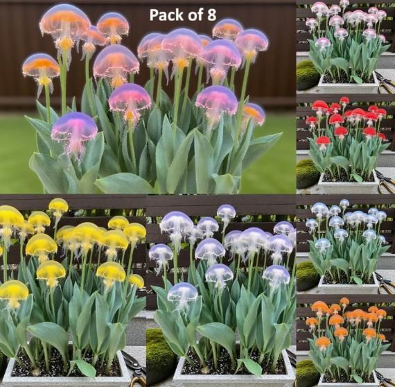 Rare Medusa Orchid with Plant Growth Supplement Free (Pack of 8)