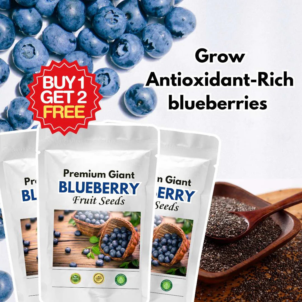 Giant Blueberry Fruit Seeds