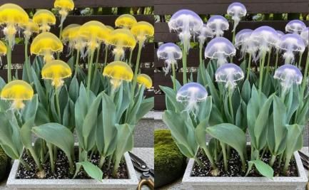 Rare Medusa Orchid with Plant Growth Supplement Free (Pack of 8)