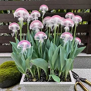 Rare Medusa Orchid with Plant Growth Supplement (Pack of 4)