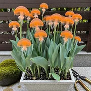 Rare Medusa Orchid with Plant Growth Supplement (Pack of 4)