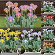 Rare Medusa Orchid with Plant Growth Supplement (Pack of 4)