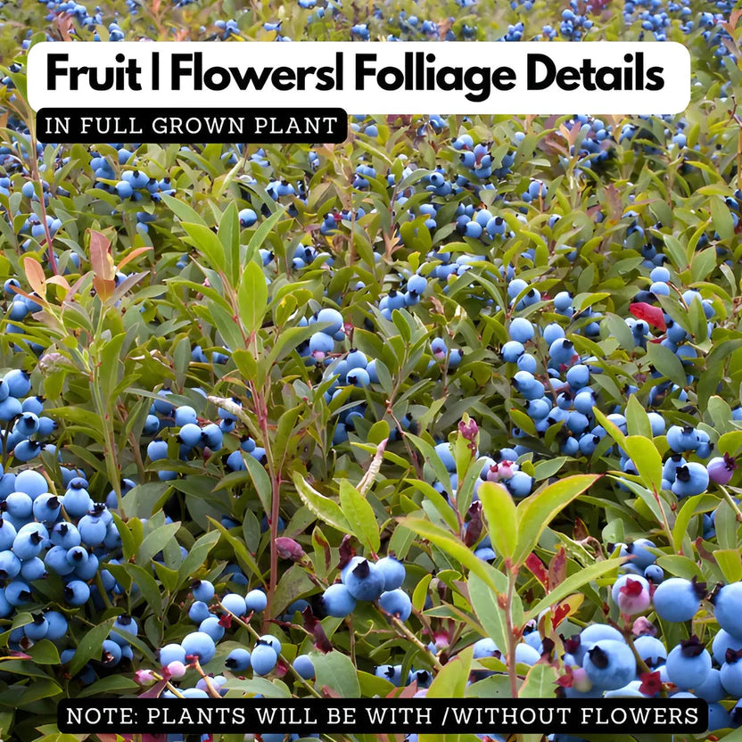 Giant Blueberry Fruit Seeds